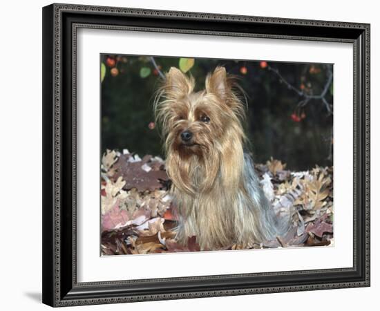 Yorkshire Terrier Dog, Illinois, USA-Lynn M. Stone-Framed Photographic Print