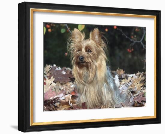 Yorkshire Terrier Dog, Illinois, USA-Lynn M. Stone-Framed Photographic Print