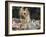 Yorkshire Terrier Dog, Illinois, USA-Lynn M. Stone-Framed Photographic Print