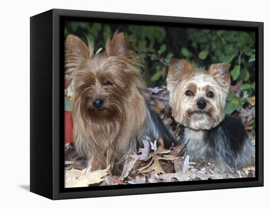 Yorkshire Terrier Dogs, One Clipped, Illinois, USA-Lynn M. Stone-Framed Premier Image Canvas