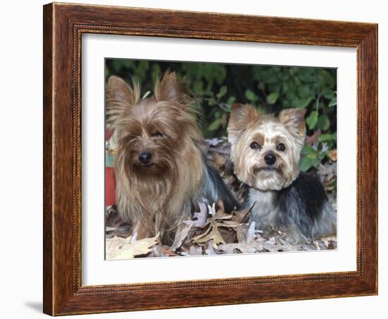 Yorkshire Terrier Dogs, One Clipped, Illinois, USA-Lynn M. Stone-Framed Photographic Print