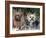 Yorkshire Terrier Dogs, One Clipped, Illinois, USA-Lynn M. Stone-Framed Photographic Print