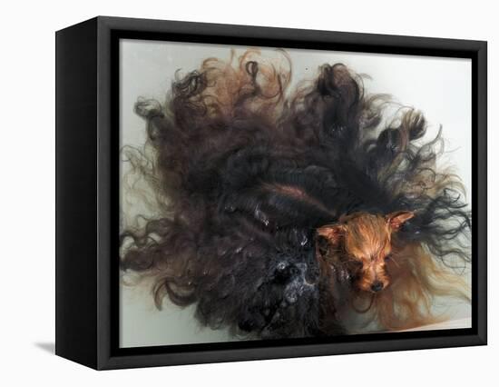 Yorkshire Terrier in Water-Adriano Bacchella-Framed Premier Image Canvas