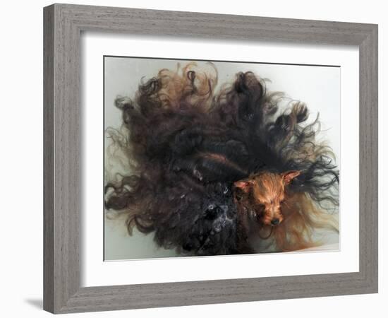 Yorkshire Terrier in Water-Adriano Bacchella-Framed Photographic Print