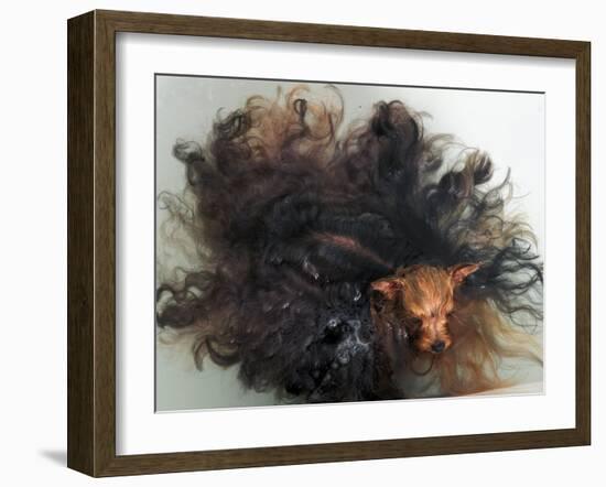 Yorkshire Terrier in Water-Adriano Bacchella-Framed Photographic Print