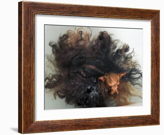 Yorkshire Terrier in Water-Adriano Bacchella-Framed Photographic Print