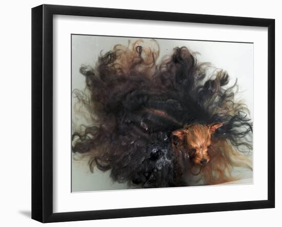 Yorkshire Terrier in Water-Adriano Bacchella-Framed Photographic Print