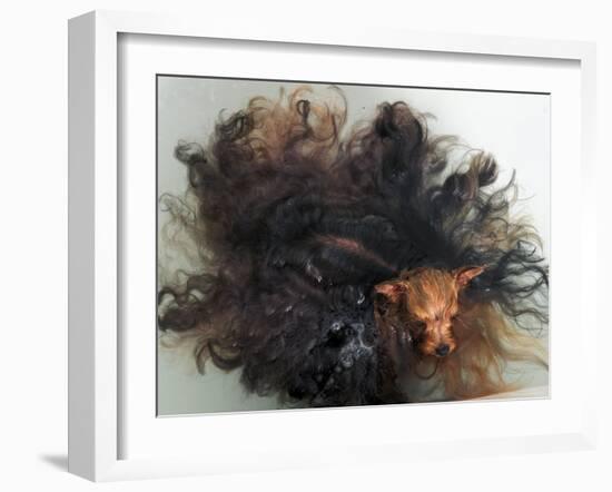 Yorkshire Terrier in Water-Adriano Bacchella-Framed Photographic Print