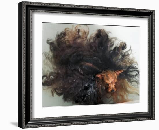 Yorkshire Terrier in Water-Adriano Bacchella-Framed Photographic Print