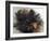 Yorkshire Terrier in Water-Adriano Bacchella-Framed Photographic Print