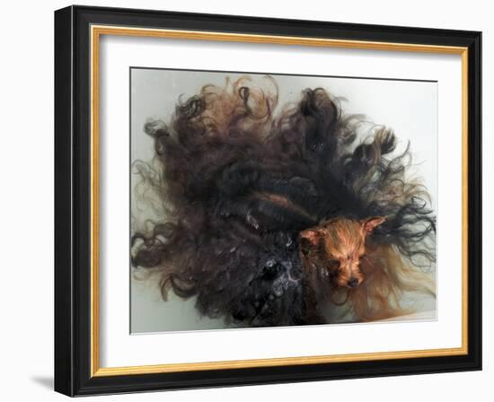 Yorkshire Terrier in Water-Adriano Bacchella-Framed Photographic Print