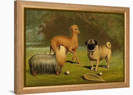 Yorkshire Terrier, Italian Greyhound and Pug-Vero Shaw-Framed Stretched Canvas