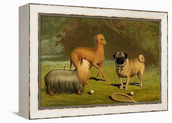 Yorkshire Terrier, Italian Greyhound and Pug-Vero Shaw-Framed Stretched Canvas