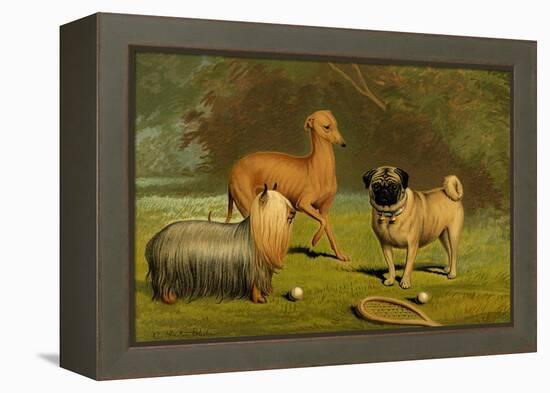 Yorkshire Terrier, Italian Greyhound and Pug-Vero Shaw-Framed Stretched Canvas