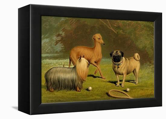 Yorkshire Terrier, Italian Greyhound and Pug-Vero Shaw-Framed Stretched Canvas