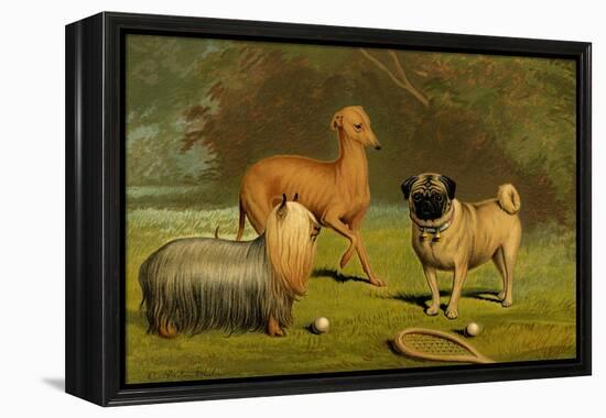 Yorkshire Terrier, Italian Greyhound and Pug-Vero Shaw-Framed Stretched Canvas