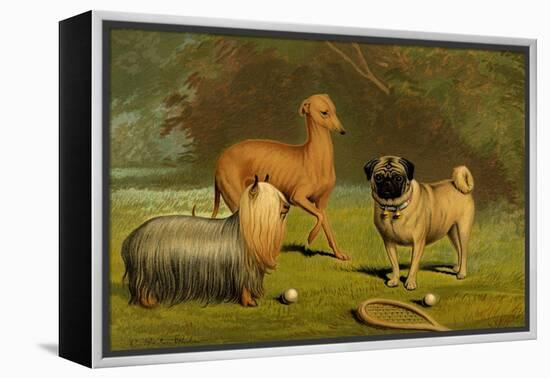 Yorkshire Terrier, Italian Greyhound and Pug-Vero Shaw-Framed Stretched Canvas