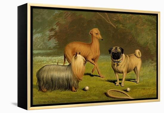 Yorkshire Terrier, Italian Greyhound and Pug-Vero Shaw-Framed Stretched Canvas