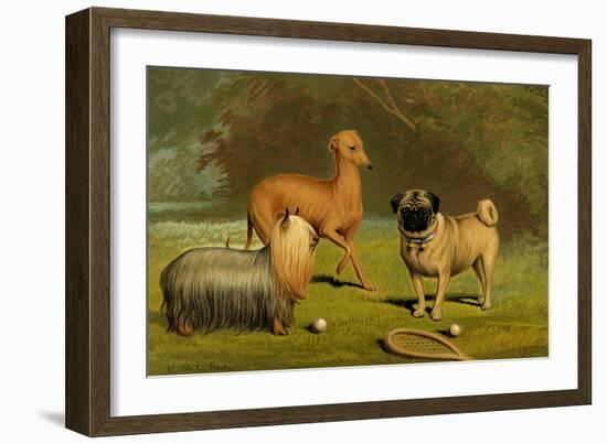 Yorkshire Terrier, Italian Greyhound and Pug-Vero Shaw-Framed Premium Giclee Print