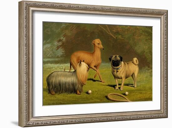 Yorkshire Terrier, Italian Greyhound and Pug-Vero Shaw-Framed Art Print