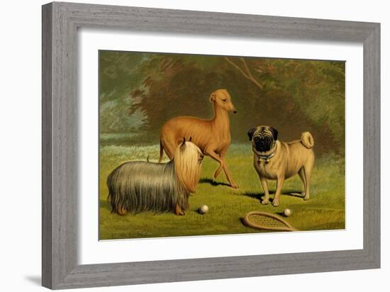 Yorkshire Terrier, Italian Greyhound and Pug-Vero Shaw-Framed Art Print