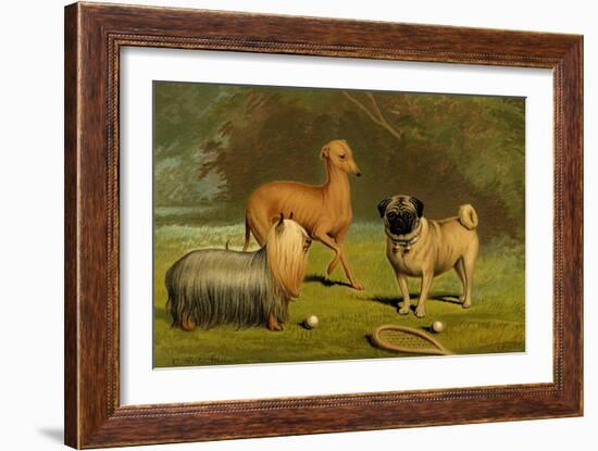 Yorkshire Terrier, Italian Greyhound and Pug-Vero Shaw-Framed Art Print