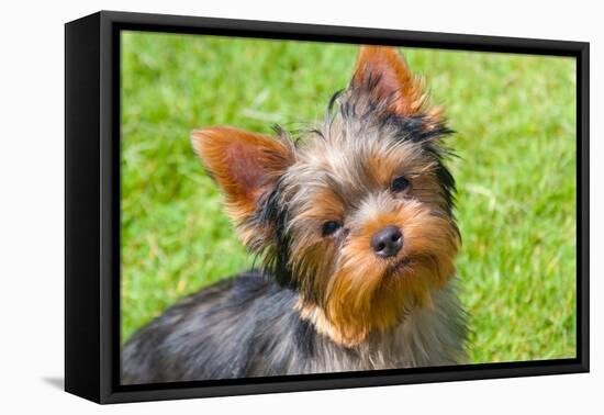 Yorkshire Terrier Looking Up at You-Zandria Muench Beraldo-Framed Premier Image Canvas