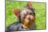 Yorkshire Terrier Looking Up at You-Zandria Muench Beraldo-Mounted Photographic Print