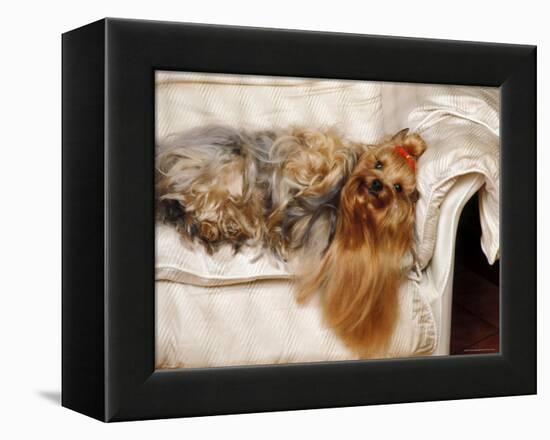 Yorkshire Terrier Lying on Couch-Adriano Bacchella-Framed Premier Image Canvas