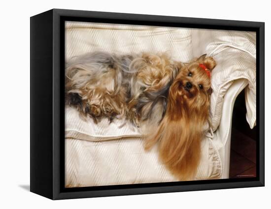 Yorkshire Terrier Lying on Couch-Adriano Bacchella-Framed Premier Image Canvas