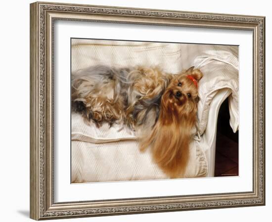 Yorkshire Terrier Lying on Couch-Adriano Bacchella-Framed Photographic Print