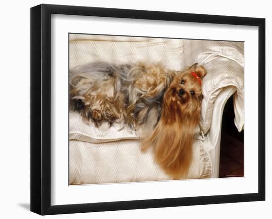 Yorkshire Terrier Lying on Couch-Adriano Bacchella-Framed Photographic Print