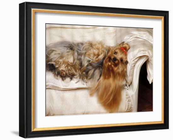 Yorkshire Terrier Lying on Couch-Adriano Bacchella-Framed Photographic Print