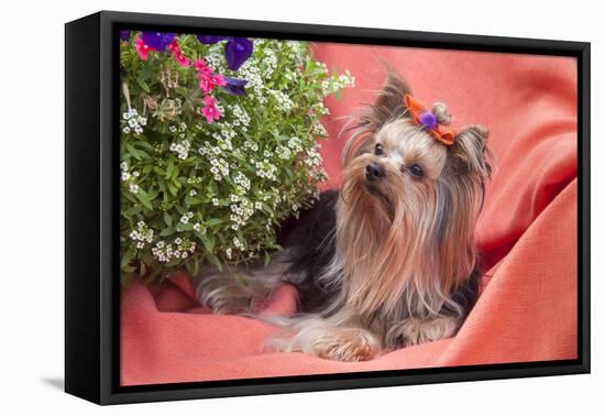 Yorkshire Terrier lying on salmon colored fabric-Zandria Muench Beraldo-Framed Premier Image Canvas