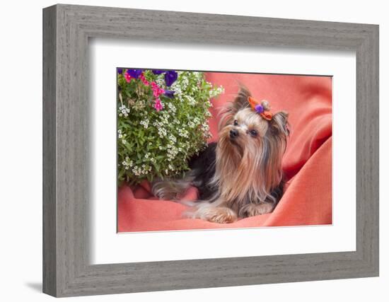 Yorkshire Terrier lying on salmon colored fabric-Zandria Muench Beraldo-Framed Photographic Print