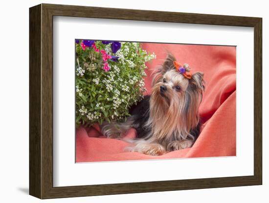 Yorkshire Terrier lying on salmon colored fabric-Zandria Muench Beraldo-Framed Photographic Print