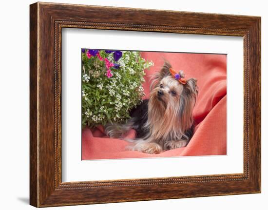 Yorkshire Terrier lying on salmon colored fabric-Zandria Muench Beraldo-Framed Photographic Print