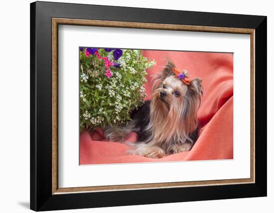 Yorkshire Terrier lying on salmon colored fabric-Zandria Muench Beraldo-Framed Photographic Print