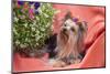 Yorkshire Terrier lying on salmon colored fabric-Zandria Muench Beraldo-Mounted Photographic Print