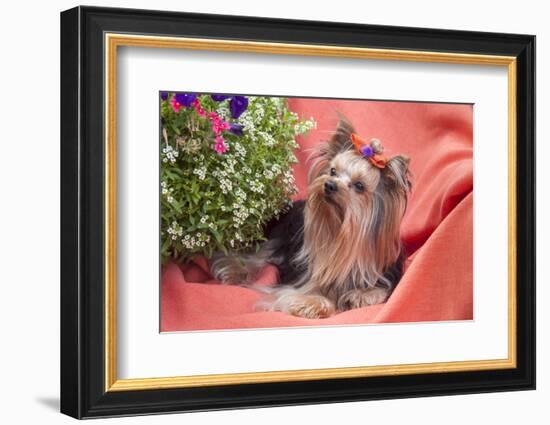 Yorkshire Terrier lying on salmon colored fabric-Zandria Muench Beraldo-Framed Photographic Print