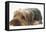 Yorkshire Terrier, Lying with Chin on the Floor-Mark Taylor-Framed Premier Image Canvas