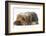 Yorkshire Terrier, Lying with Chin on the Floor-Mark Taylor-Framed Photographic Print