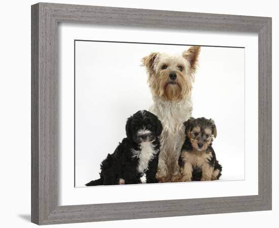 Yorkshire Terrier Mother, Evie, and Yorkipoo Pups, 7 Weeks Old-Mark Taylor-Framed Photographic Print