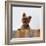 Yorkshire Terrier Portrait-Jane Burton-Framed Photographic Print