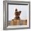 Yorkshire Terrier Portrait-Jane Burton-Framed Photographic Print