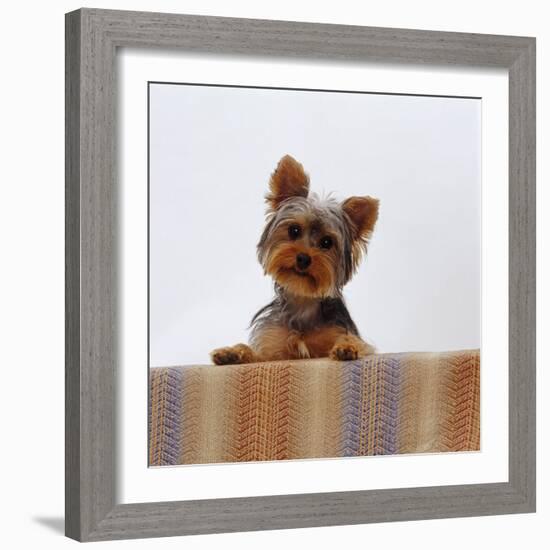 Yorkshire Terrier Portrait-Jane Burton-Framed Photographic Print