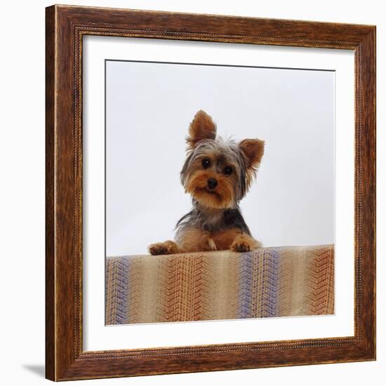 Yorkshire Terrier Portrait-Jane Burton-Framed Photographic Print