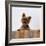 Yorkshire Terrier Portrait-Jane Burton-Framed Photographic Print