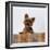 Yorkshire Terrier Portrait-Jane Burton-Framed Photographic Print