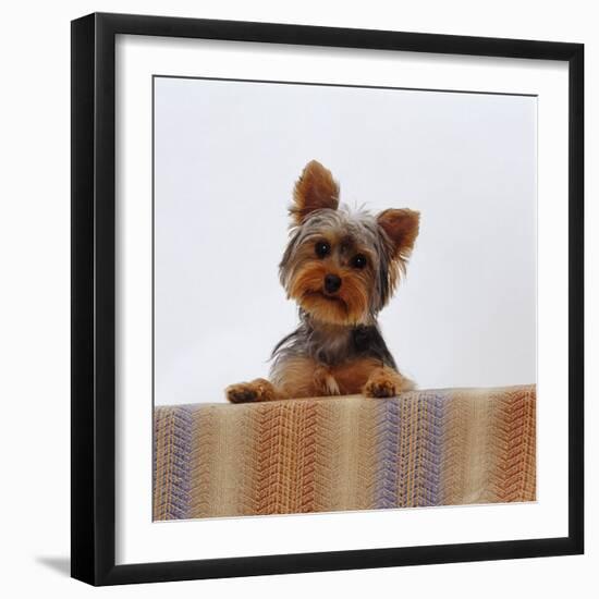 Yorkshire Terrier Portrait-Jane Burton-Framed Photographic Print